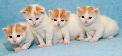 Turkish van kittens from Cesmes cattery - photo by Heikki Siltala, 2006
